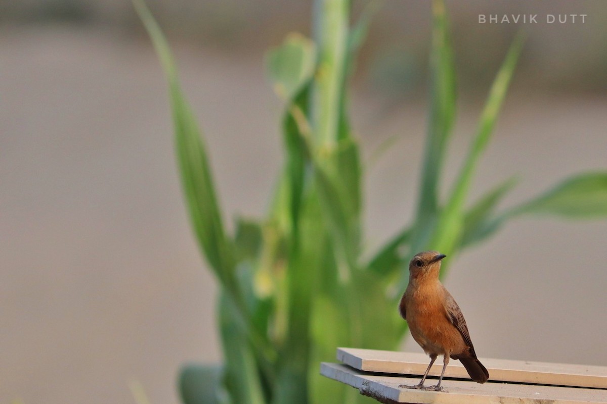Brown Rock Chat - ML190968301