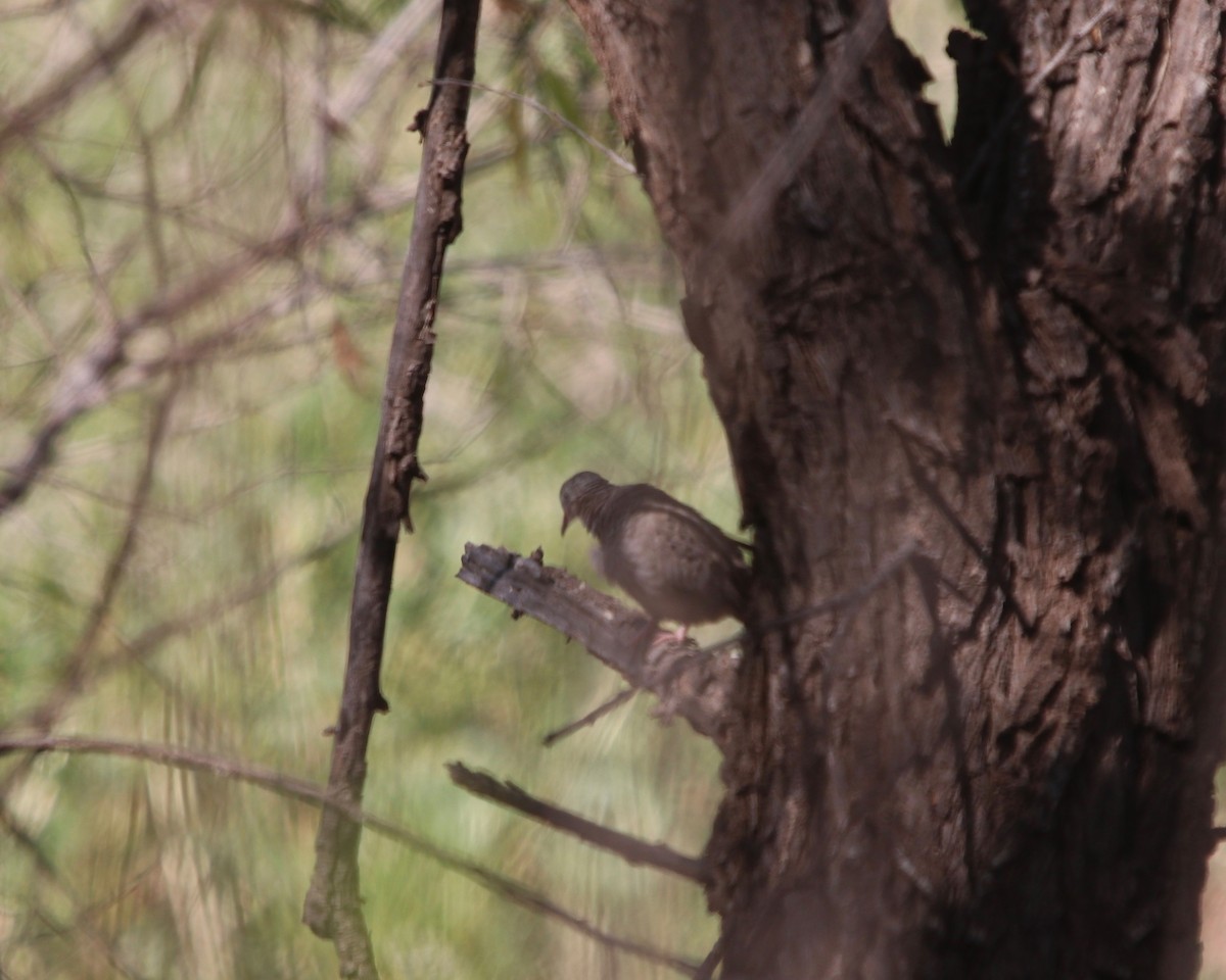 Common Ground Dove - ML190968721