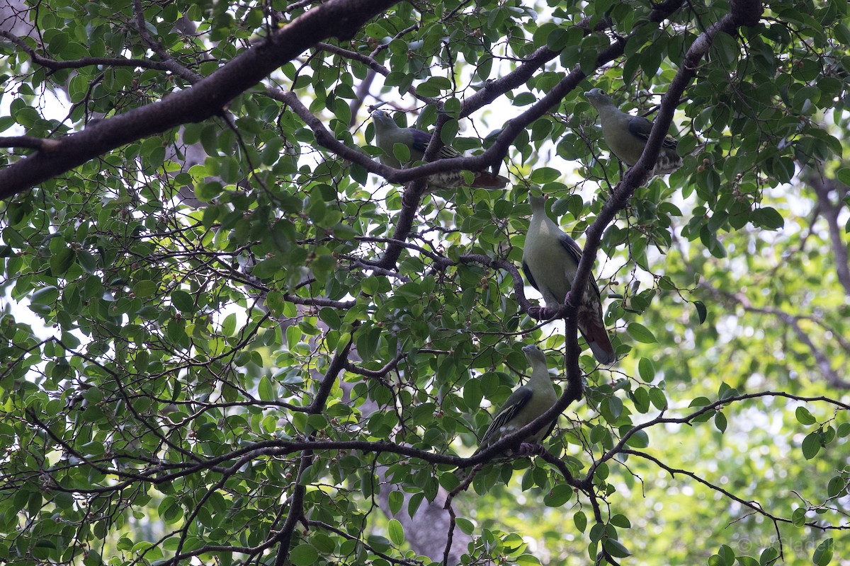 Gray-cheeked Green-Pigeon - ML190968771