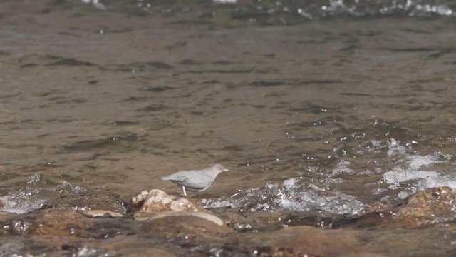 American Dipper - ML190969801