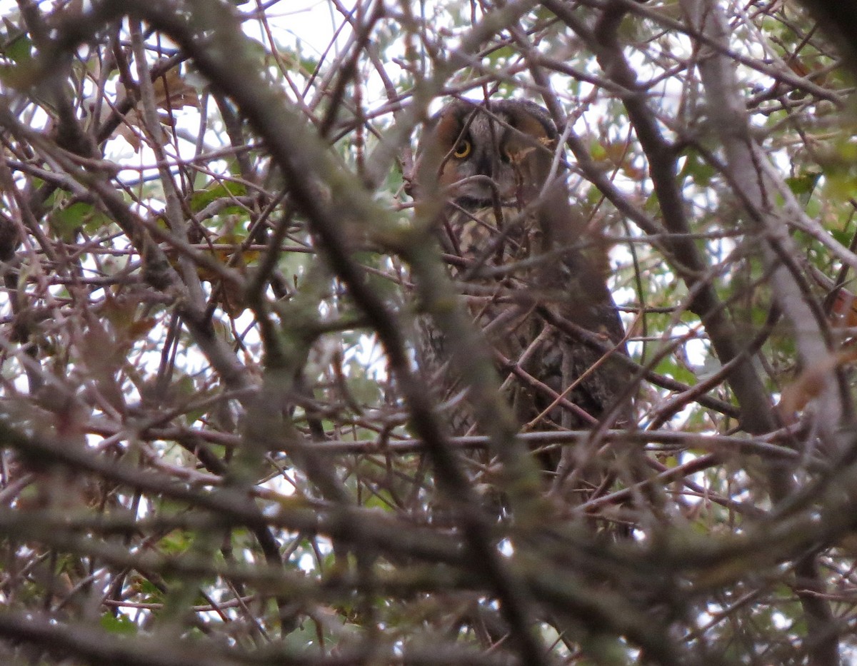 Long-eared Owl - ML190969951