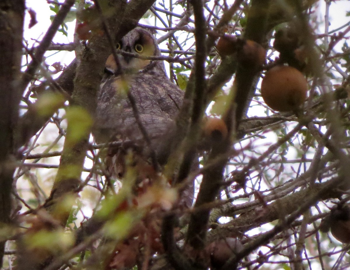 Long-eared Owl - ML190969971