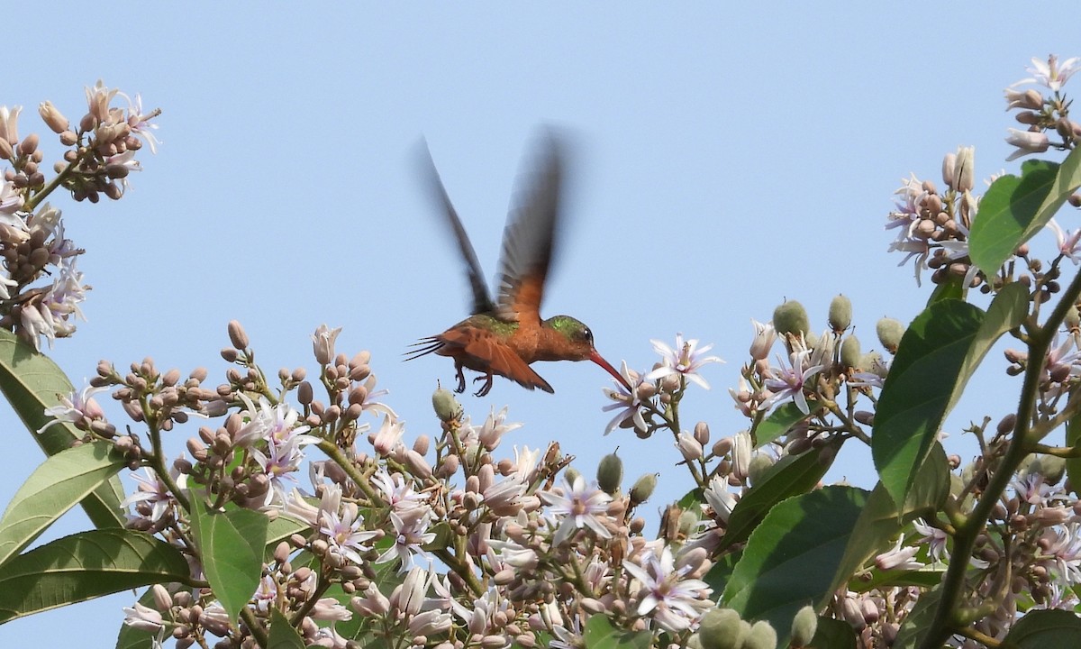 Cinnamon Hummingbird - ML190973241