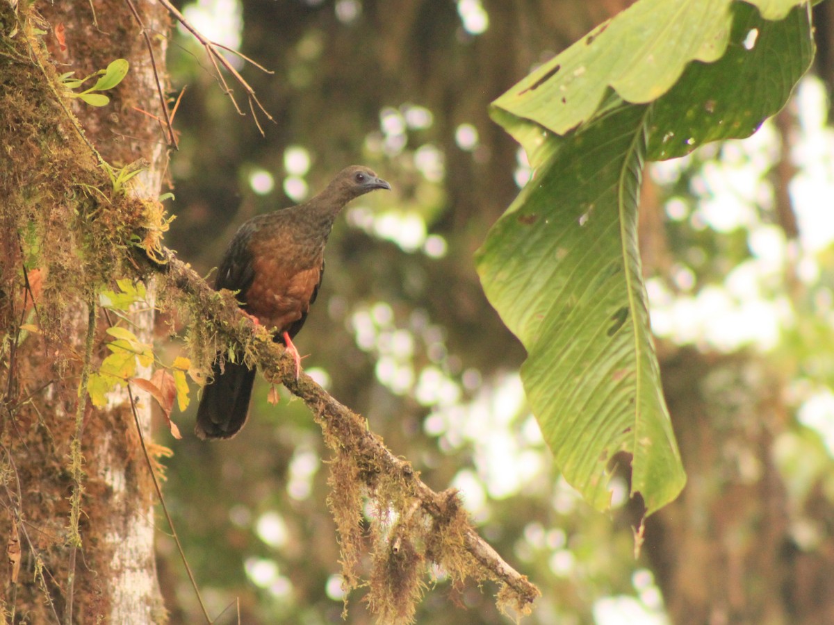 Sickle-winged Guan - ML190974301