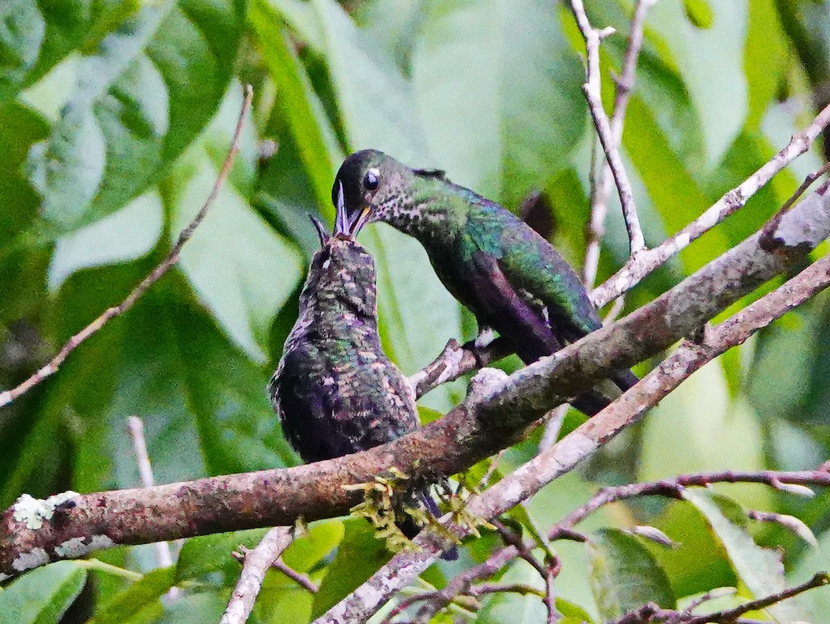 Many-spotted Hummingbird - William Proebsting