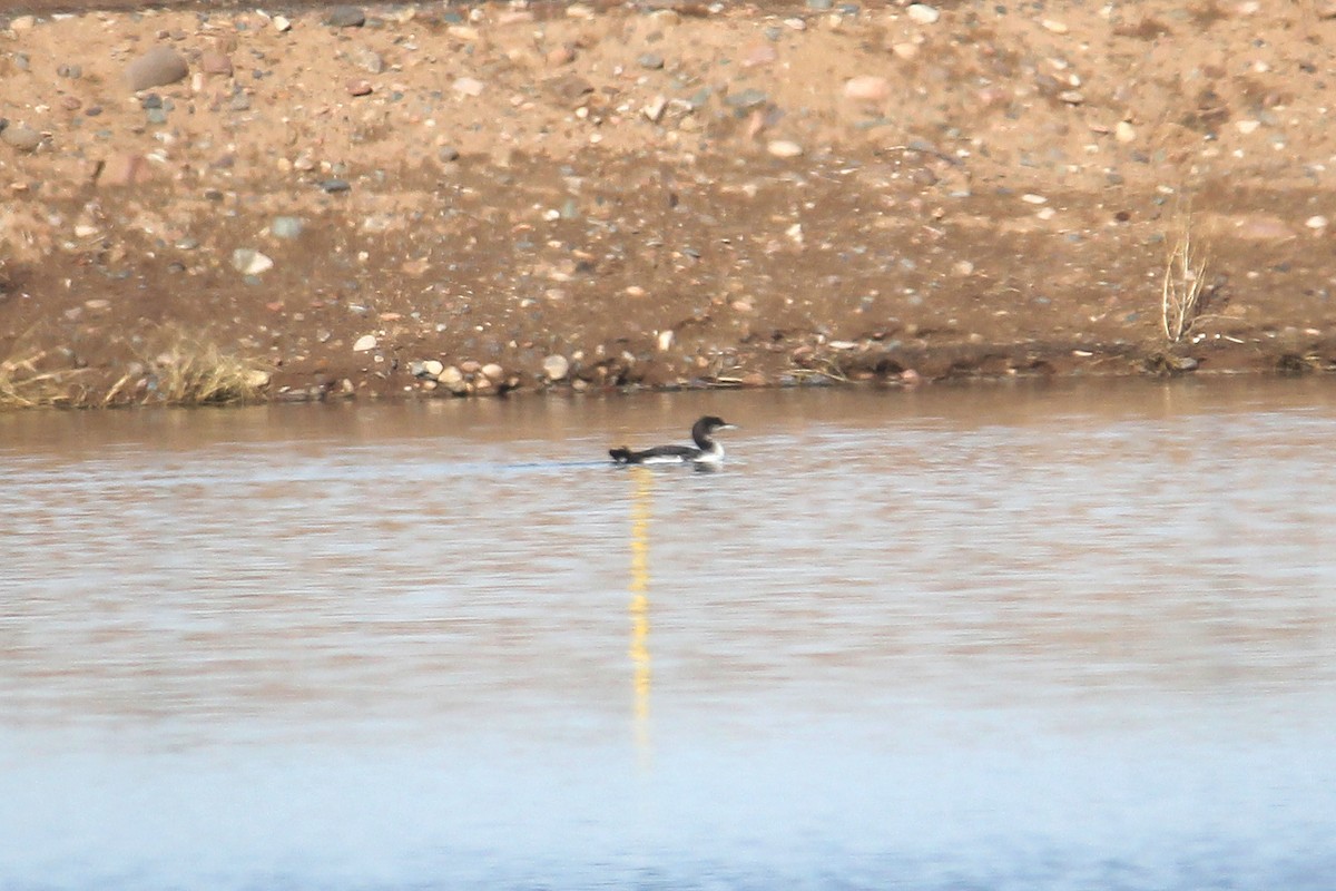 Common Loon - ML190974571
