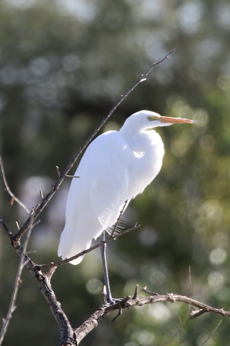 Great Egret - ML190977311