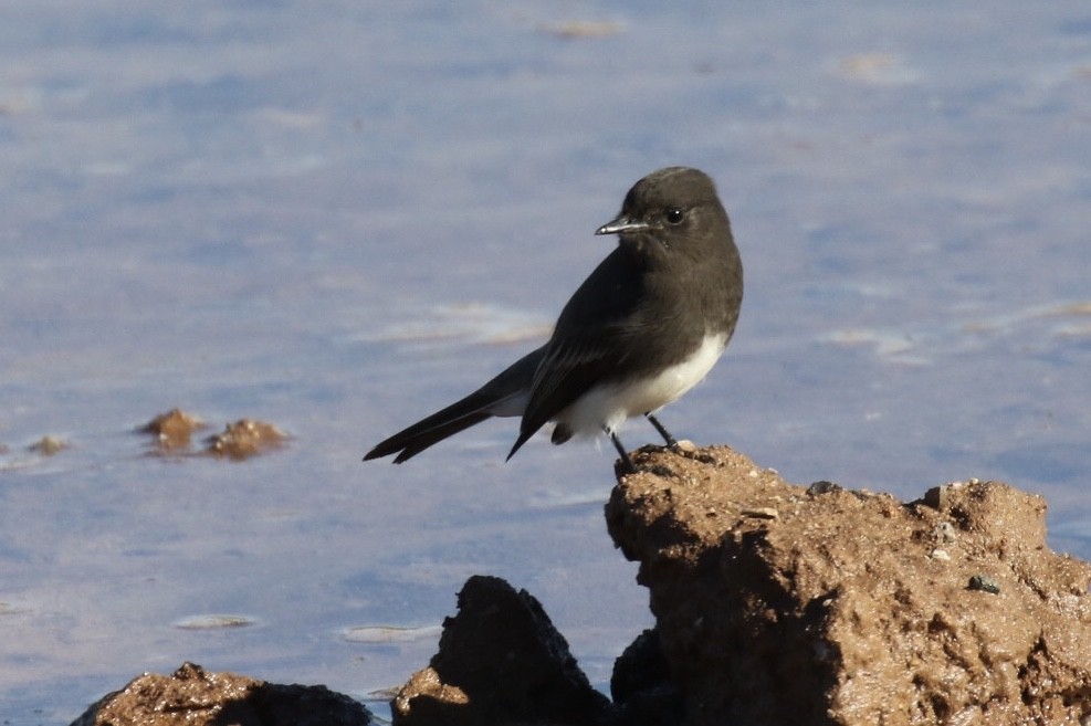 Black Phoebe - ML190977401