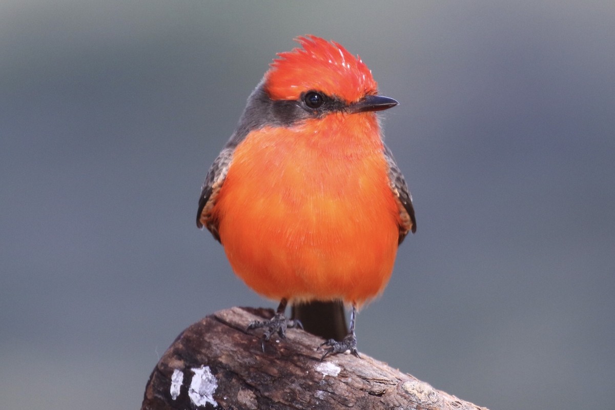 Vermilion Flycatcher - ML190977491