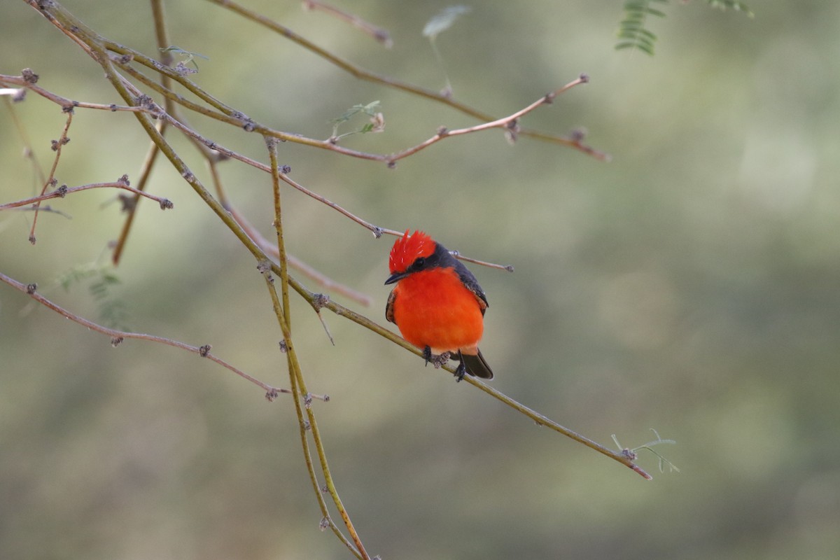 Vermilion Flycatcher - ML190977501