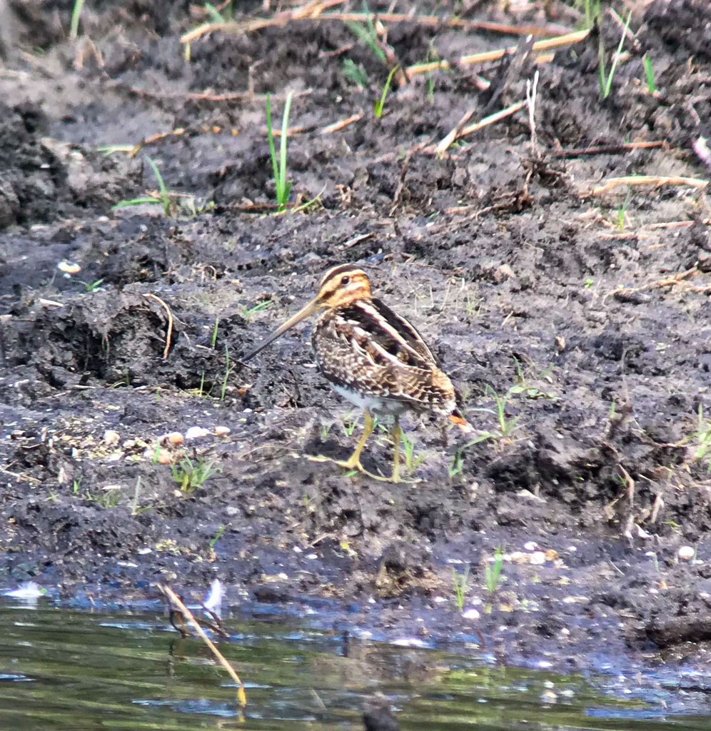 Wilson's Snipe - ML190977571