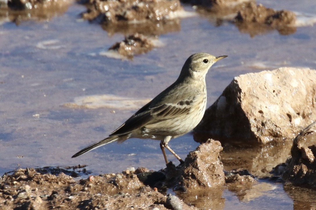 American Pipit - ML190977781