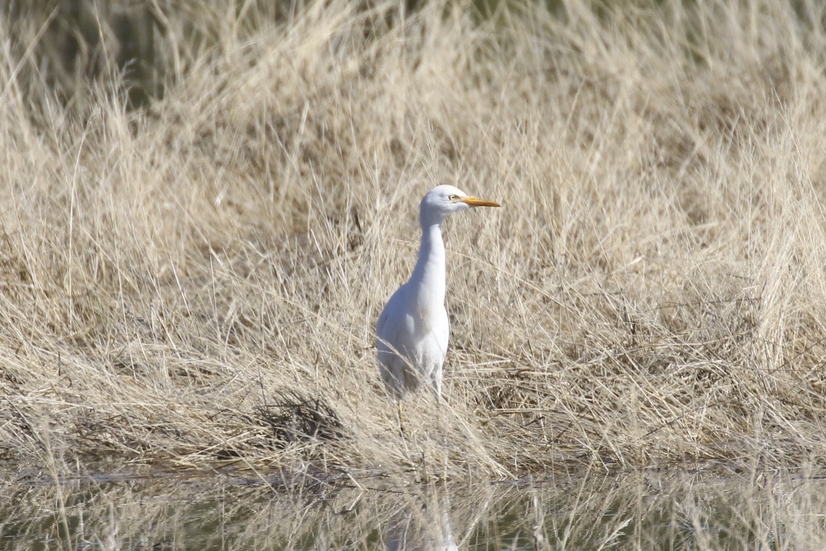 Western Cattle Egret - ML190978141