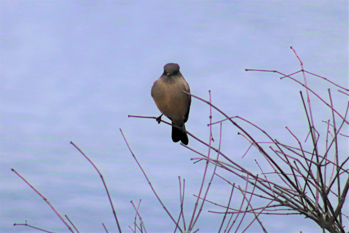 eBird Checklist - 28 Nov 2019 - Allen Brothers Marsh - 10 species