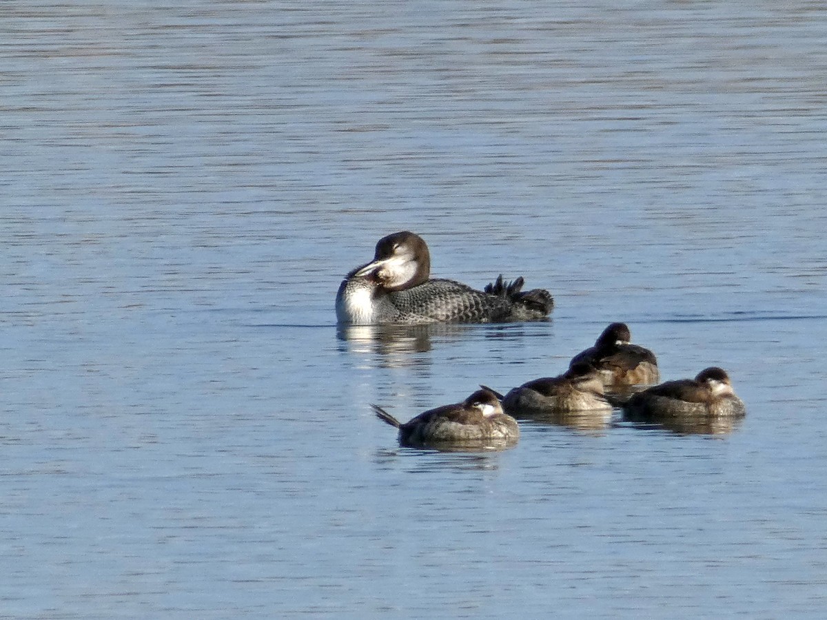 Common Loon - ML190979011