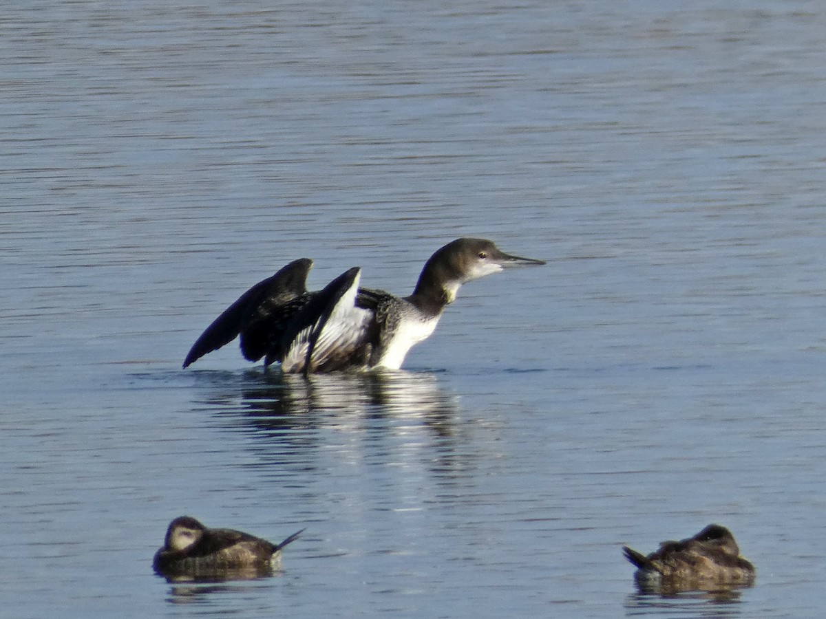 Common Loon - ML190979021