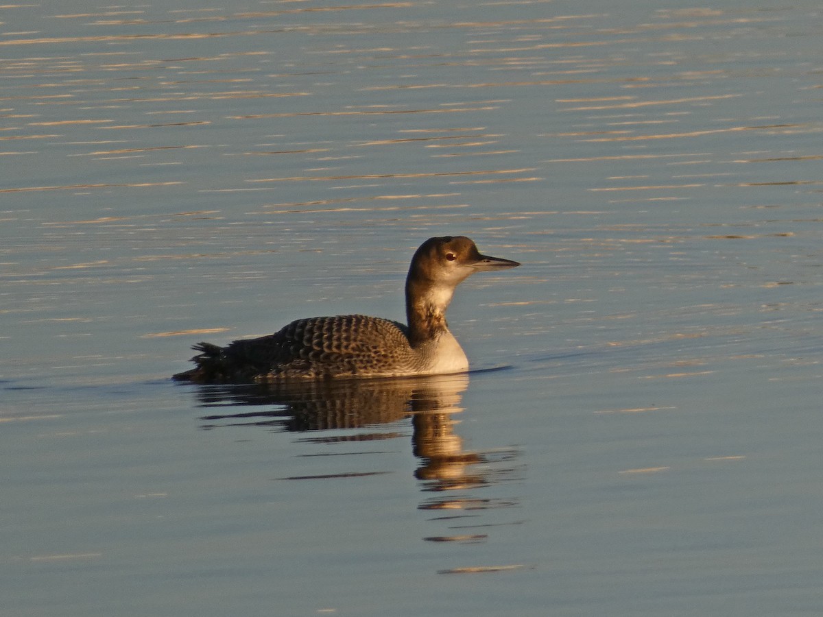 Common Loon - ML190979041