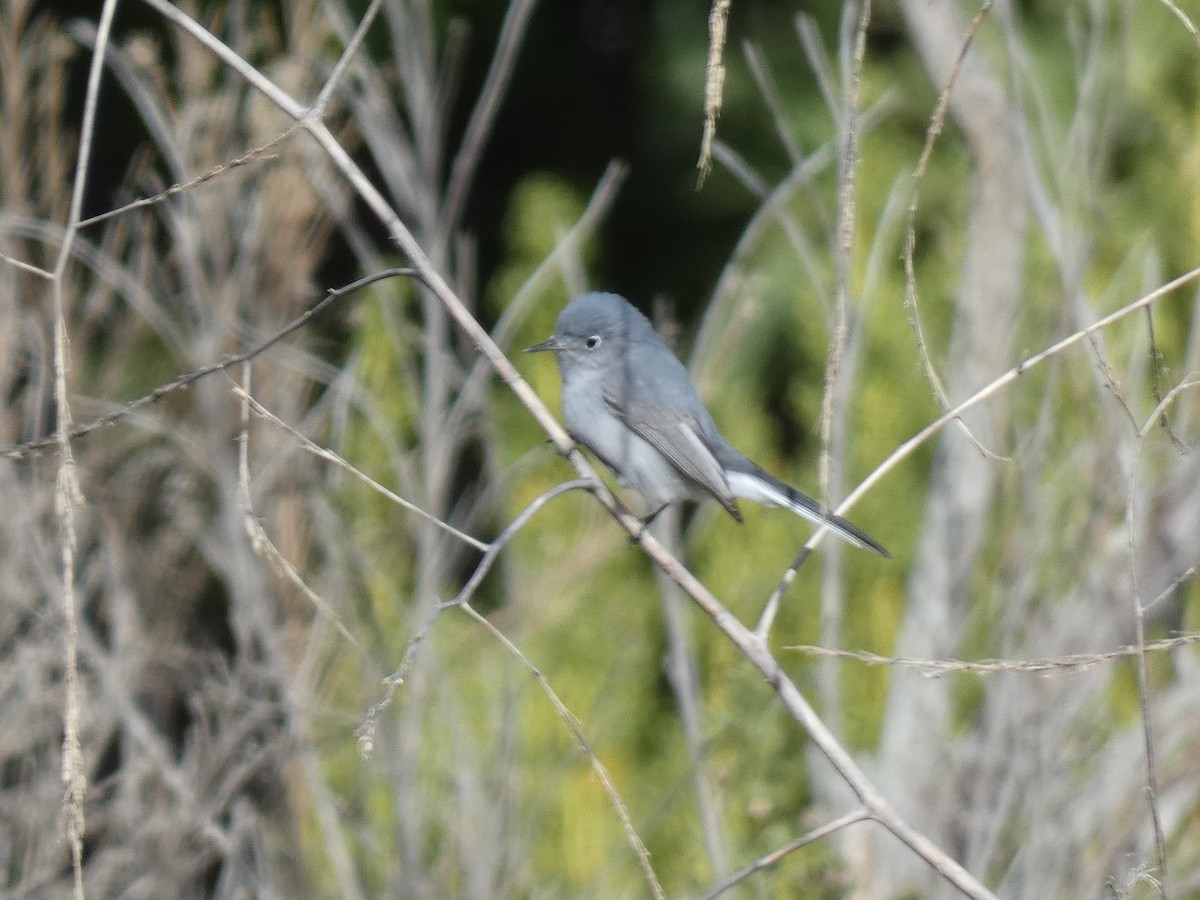 Blue-gray Gnatcatcher - ML190980091