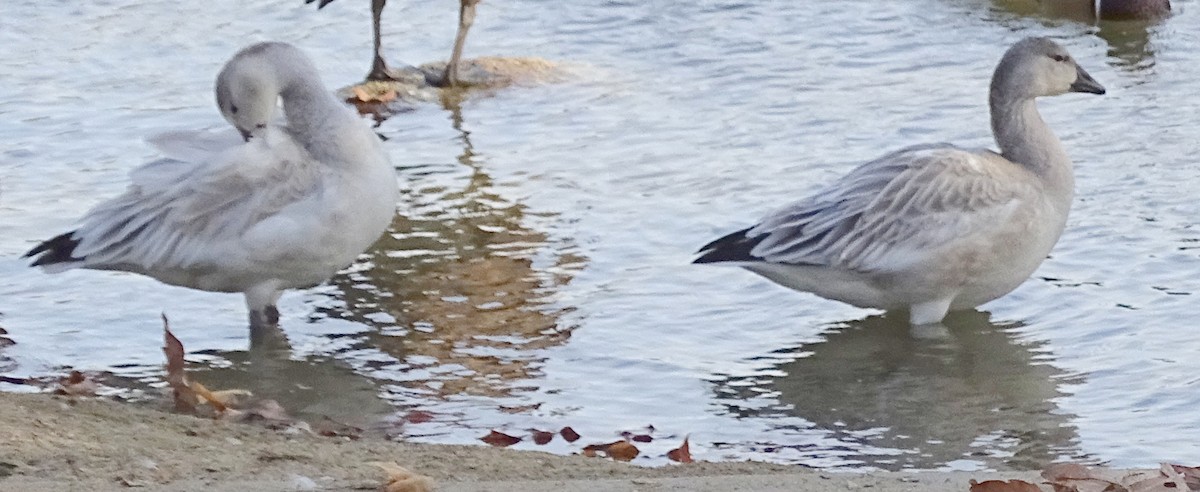 Snow Goose - Ken and Brenda Kyle