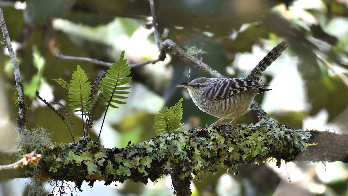 Gray-barred Wren - Miguel Aguilar @birdnomad