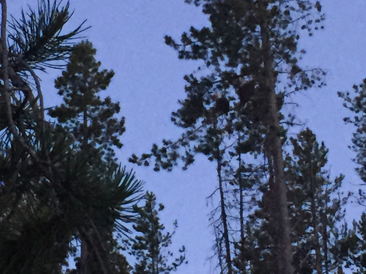 Bald Eagle - ML190988281