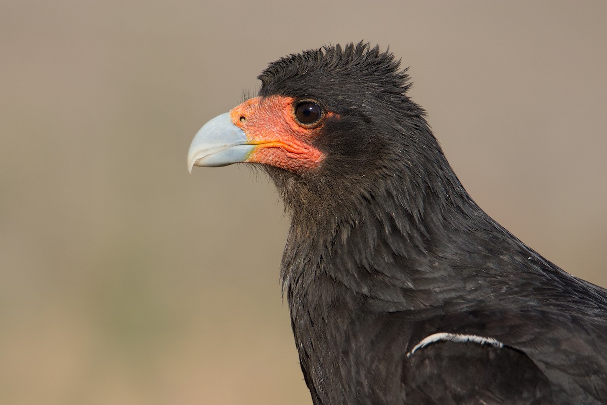 Mountain Caracara - Javier Gross