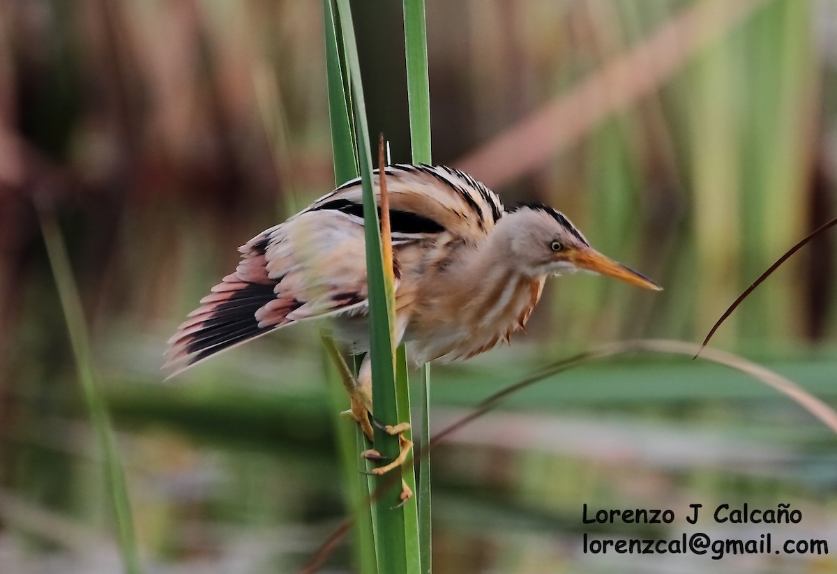 Stripe-backed Bittern - Lorenzo Calcaño