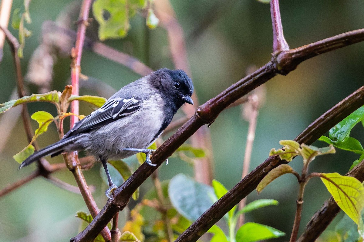 Stripe-breasted Tit - Dick Jenkin