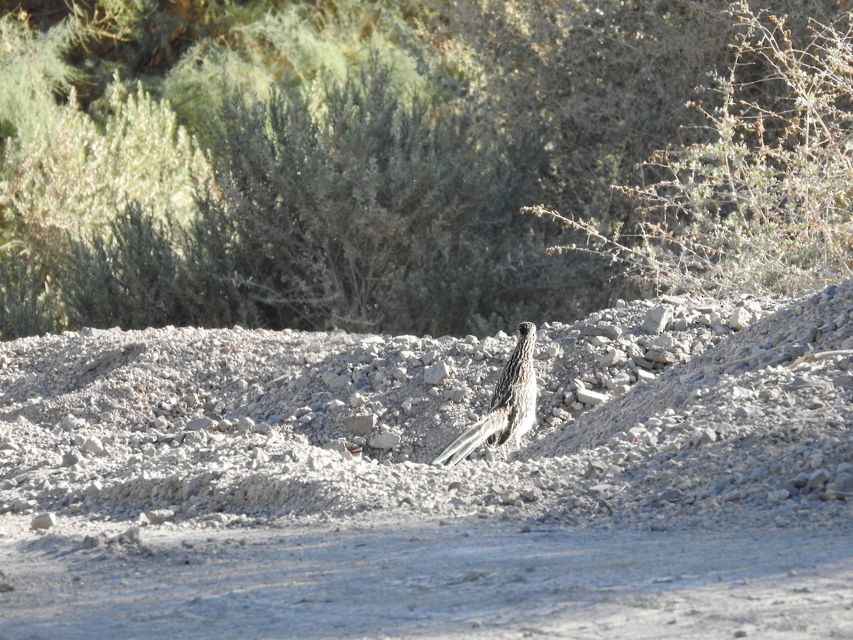 Greater Roadrunner - Timothy Leque