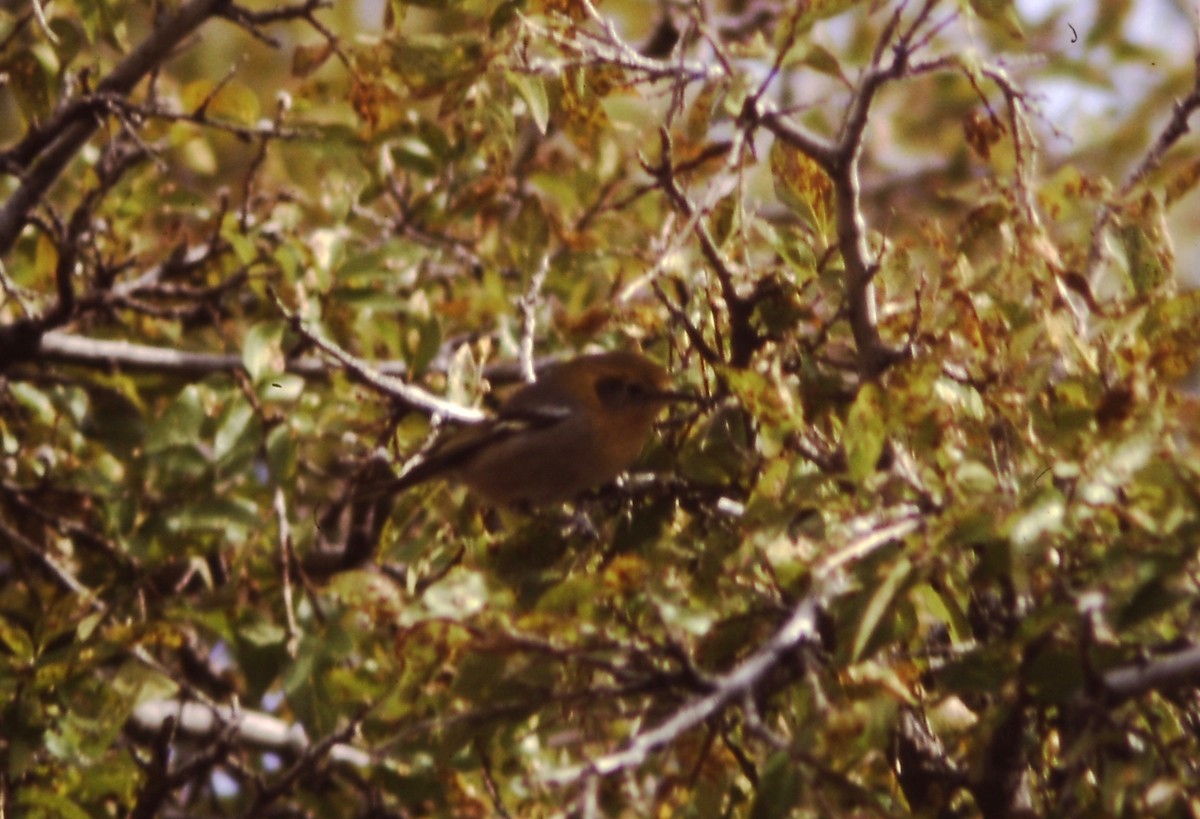 Olive Warbler - Barry Zimmer