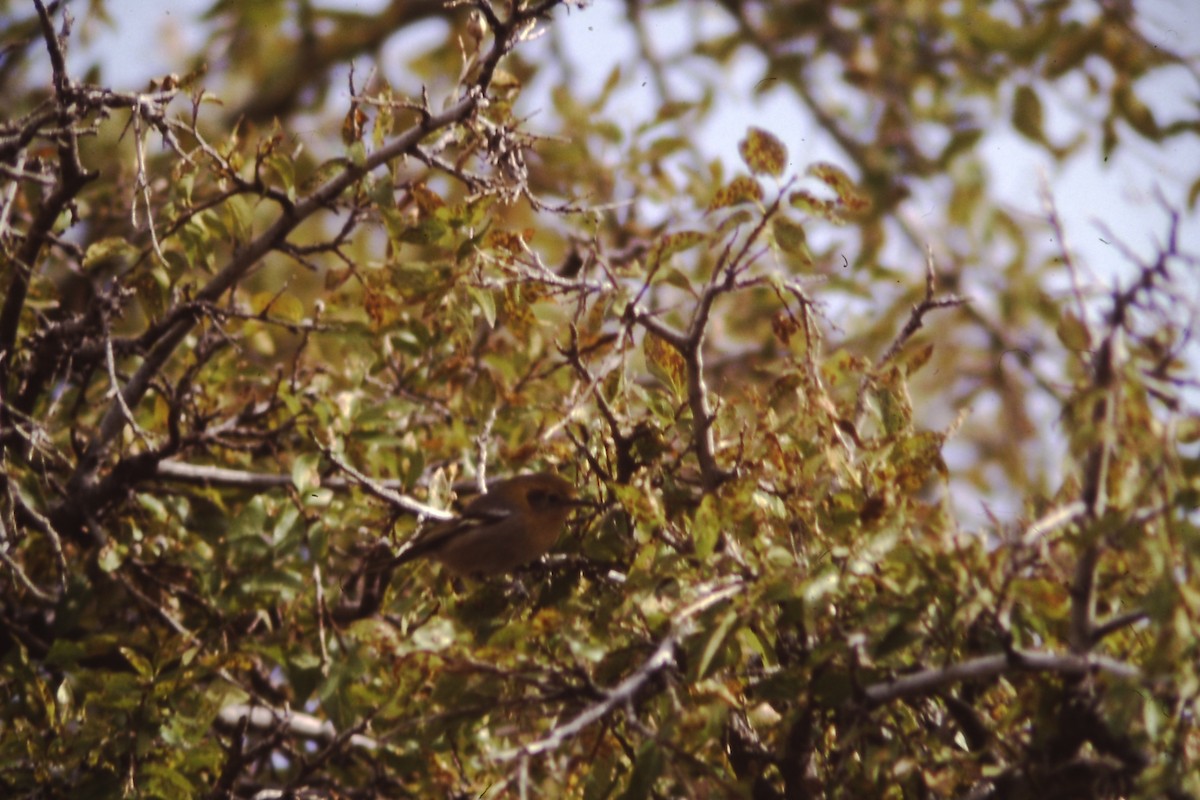 Olive Warbler - ML190991721