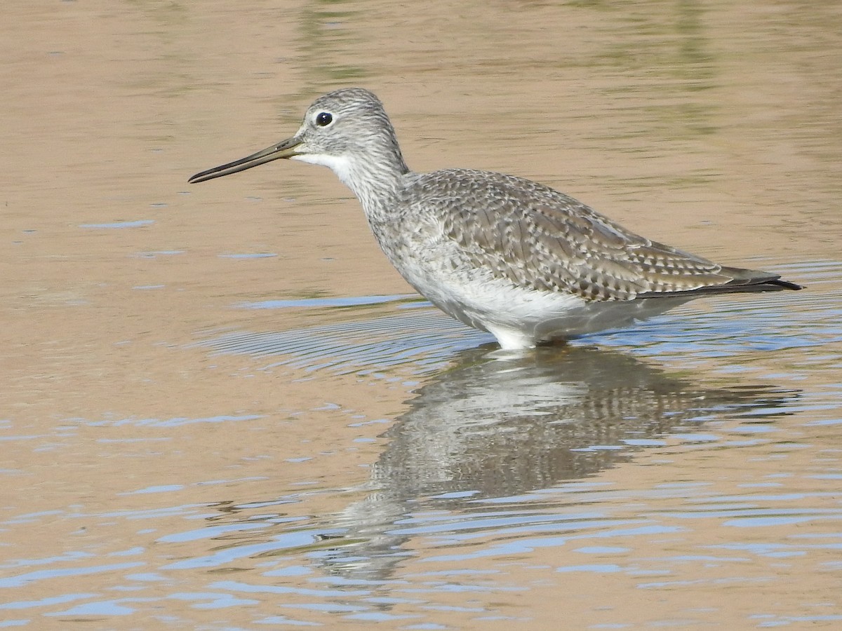 Greater Yellowlegs - Timothy Leque