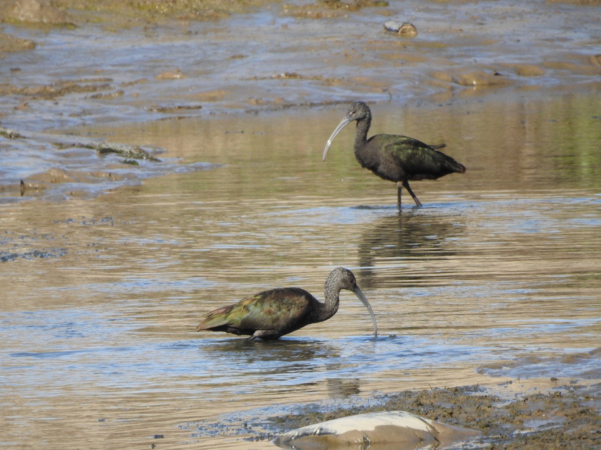 Ibis à face blanche - ML190992681