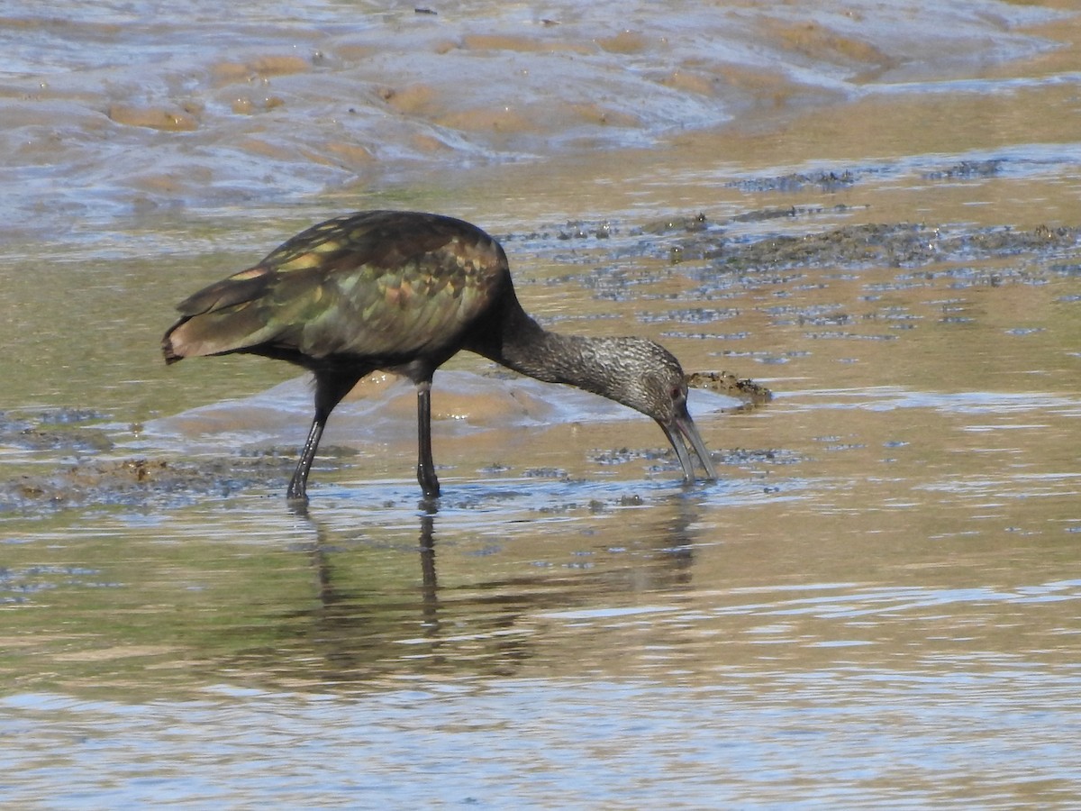 Ibis à face blanche - ML190992701