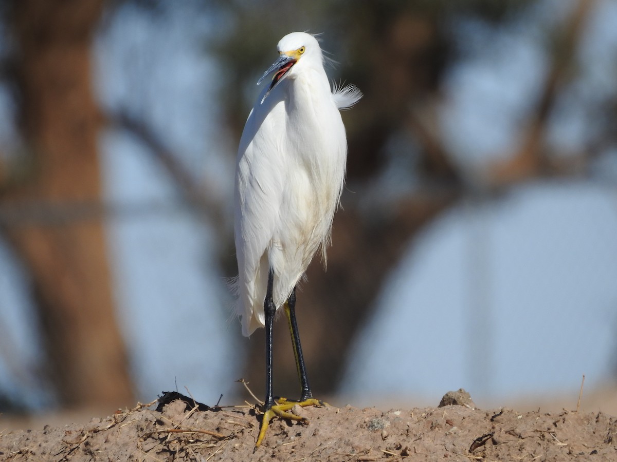 Snowy Egret - Timothy Leque