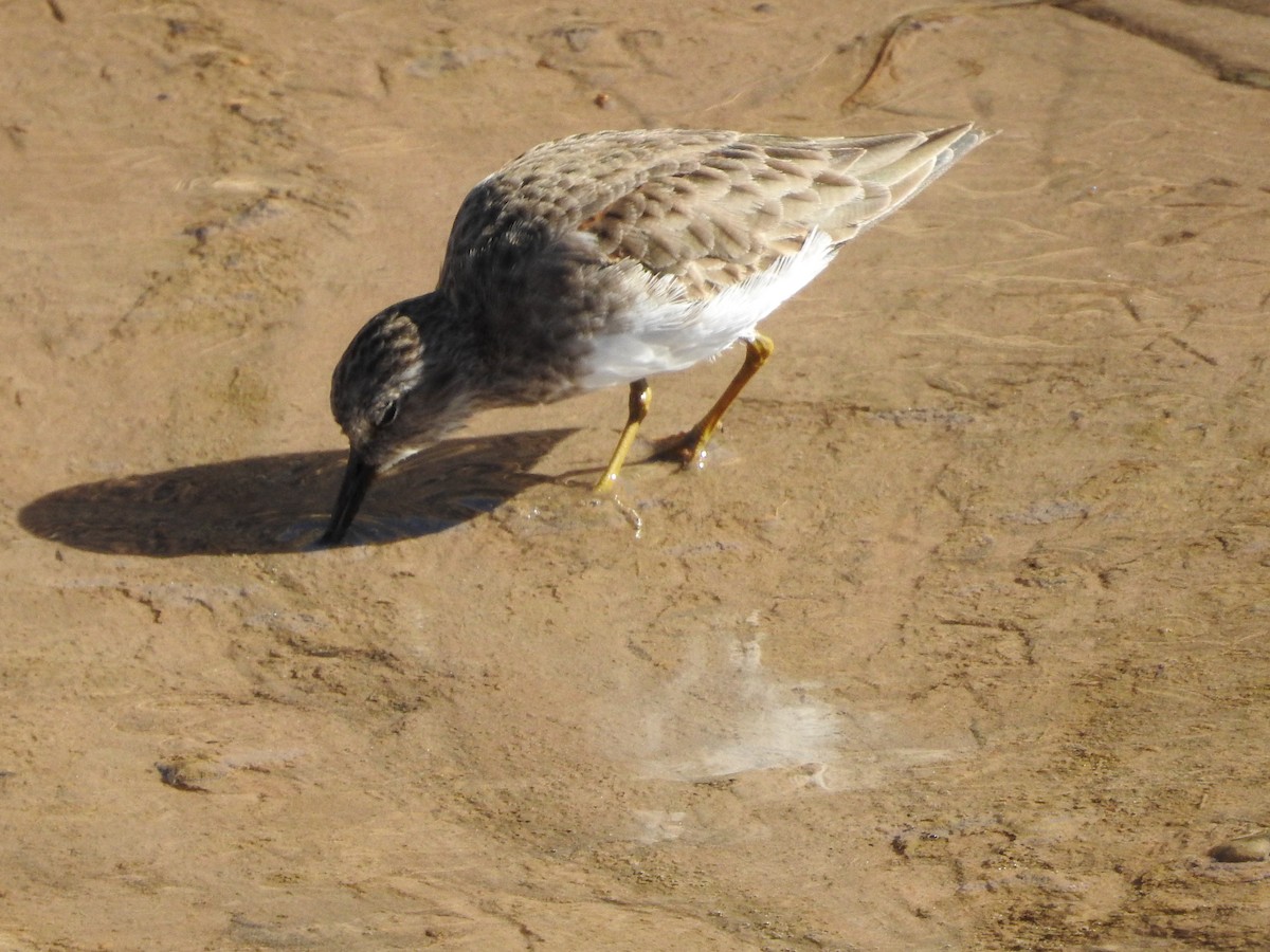 Least Sandpiper - ML190993361