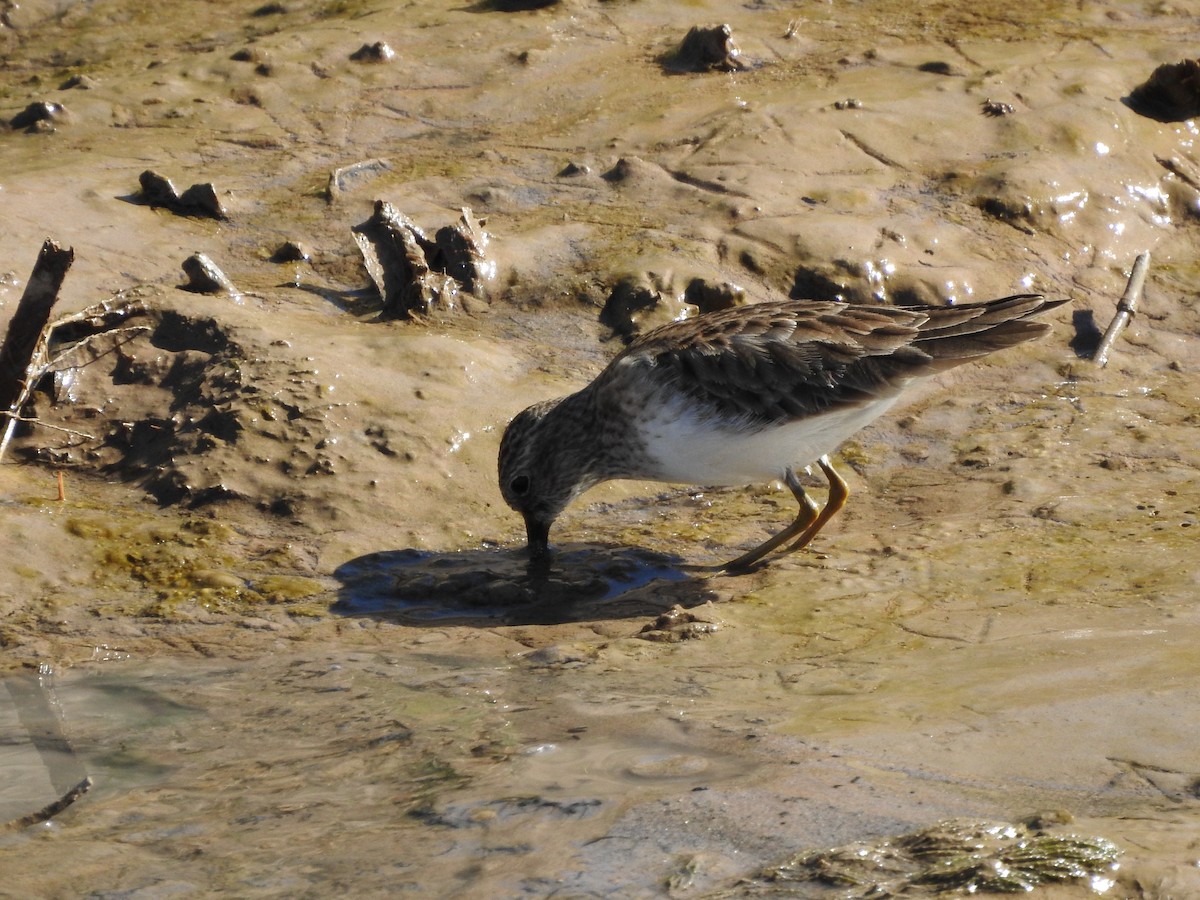 Least Sandpiper - Timothy Leque