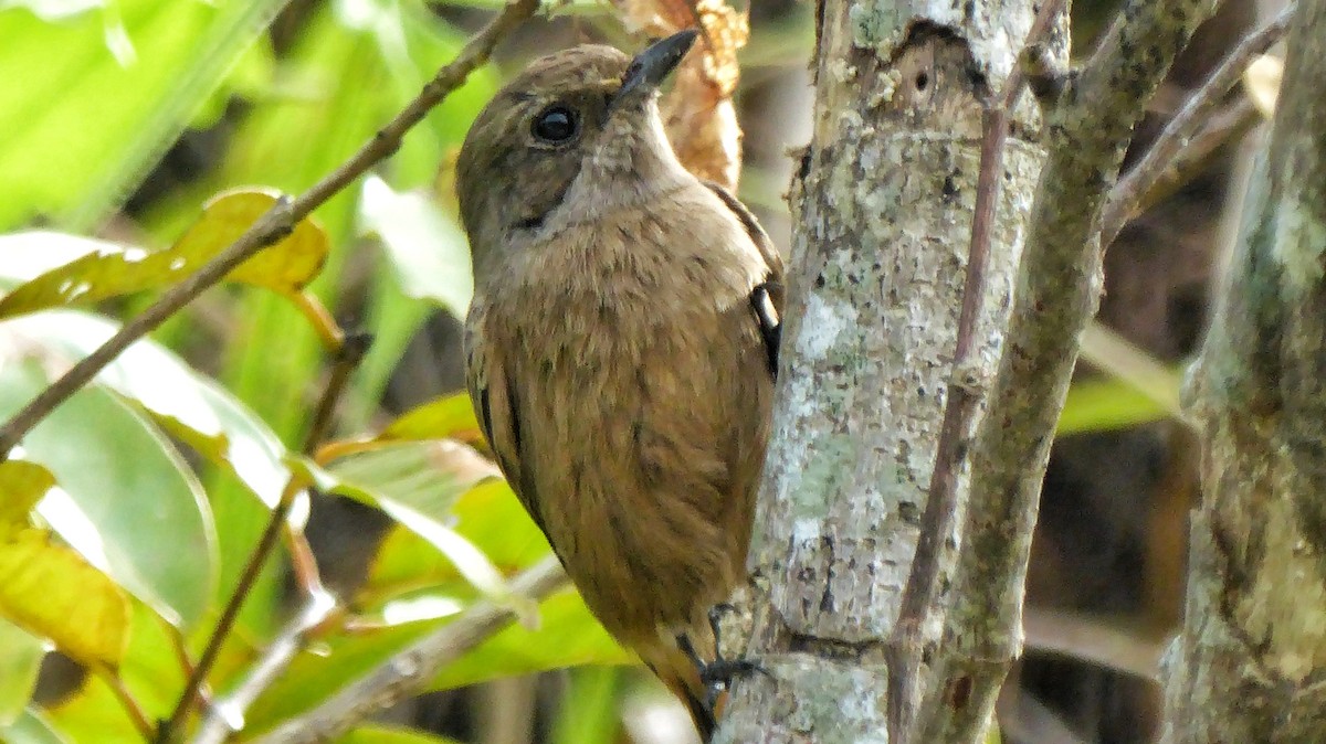 Pied Bushchat - ML190994641