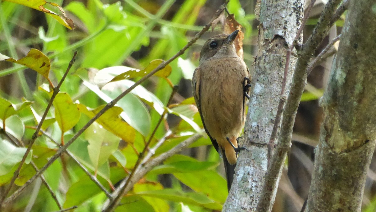 Pied Bushchat - ML190994691