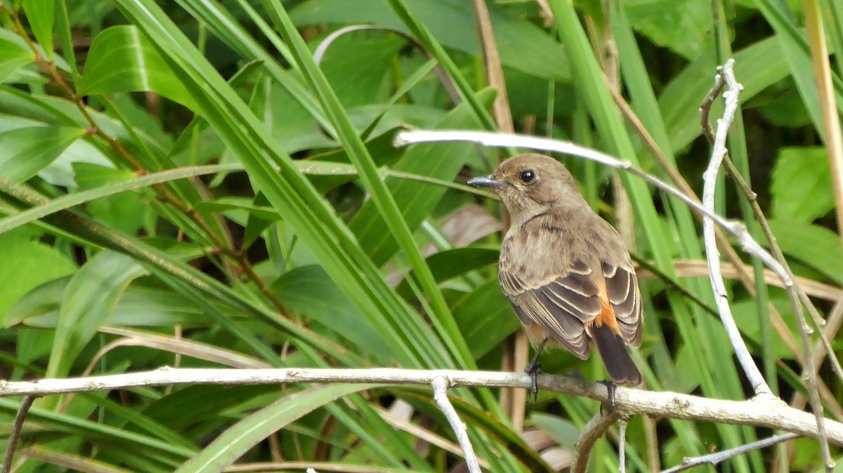 Pied Bushchat - ML190994741