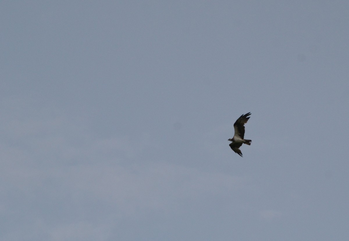 Osprey - Mathias Blicher Bjerregård