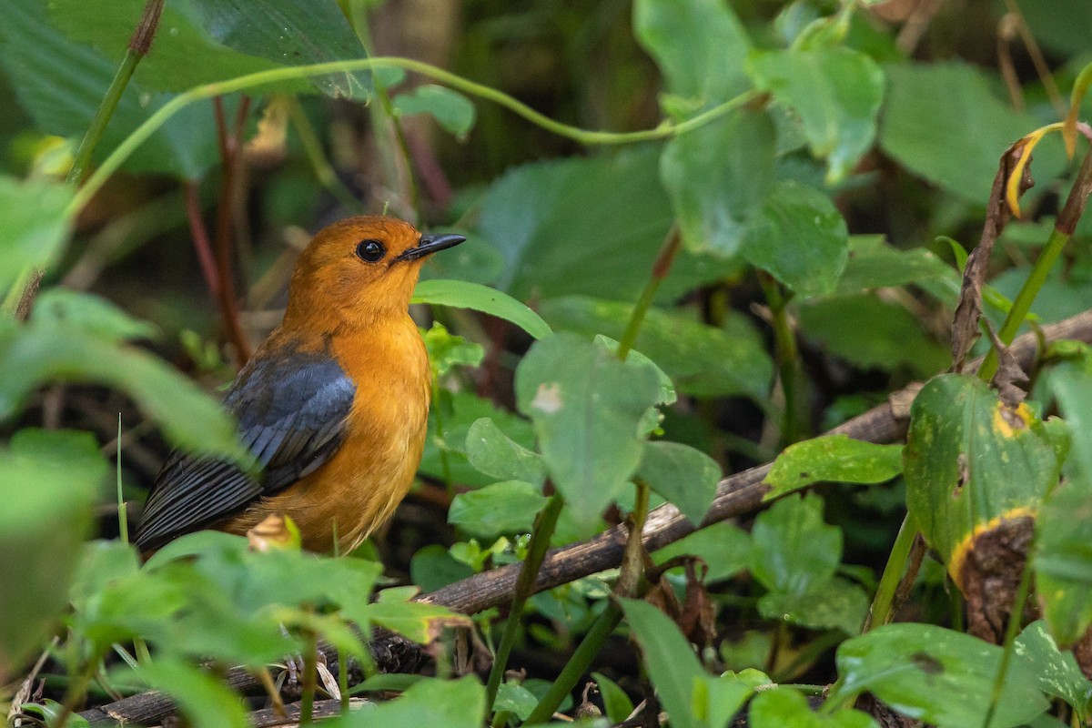 Red-capped Robin-Chat - Dick Jenkin