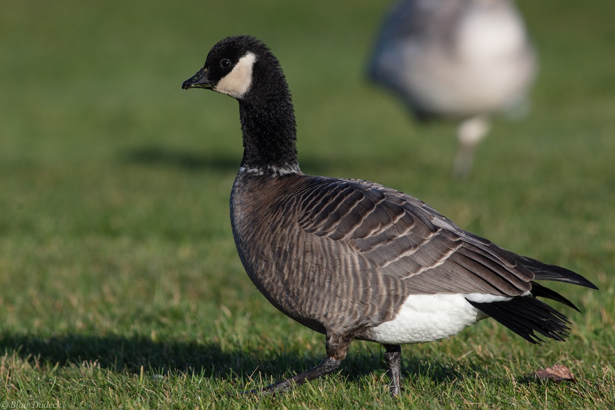 Cackling Goose (minima) - ML190997841