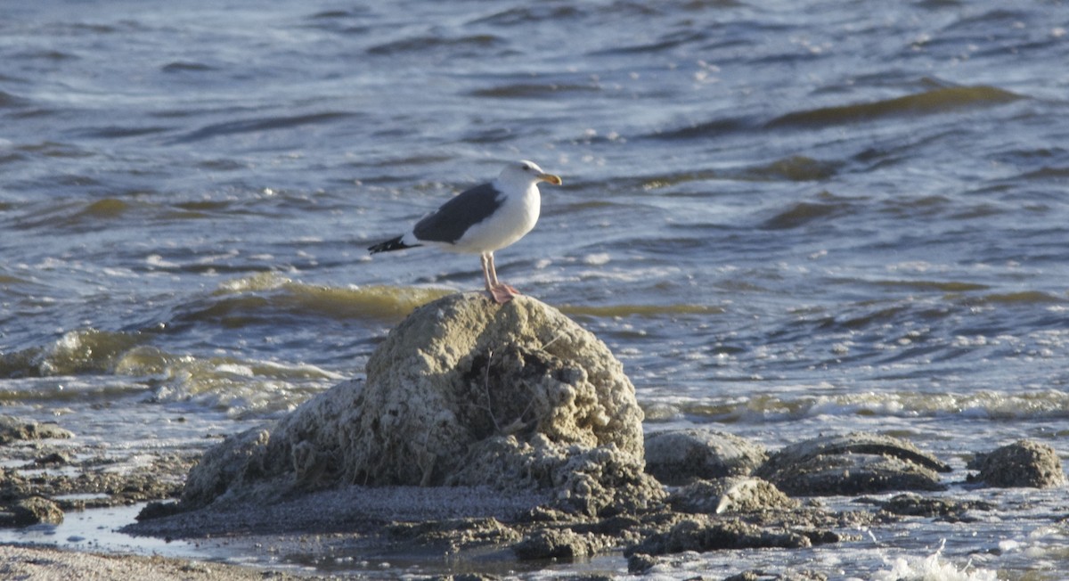 Western Gull - Andrew Howe