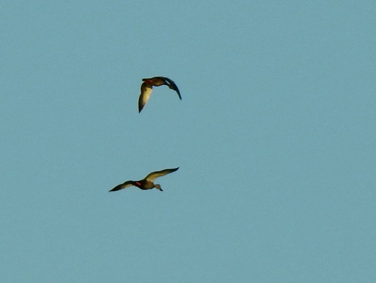 Indian Spot-billed Duck - ML191000021