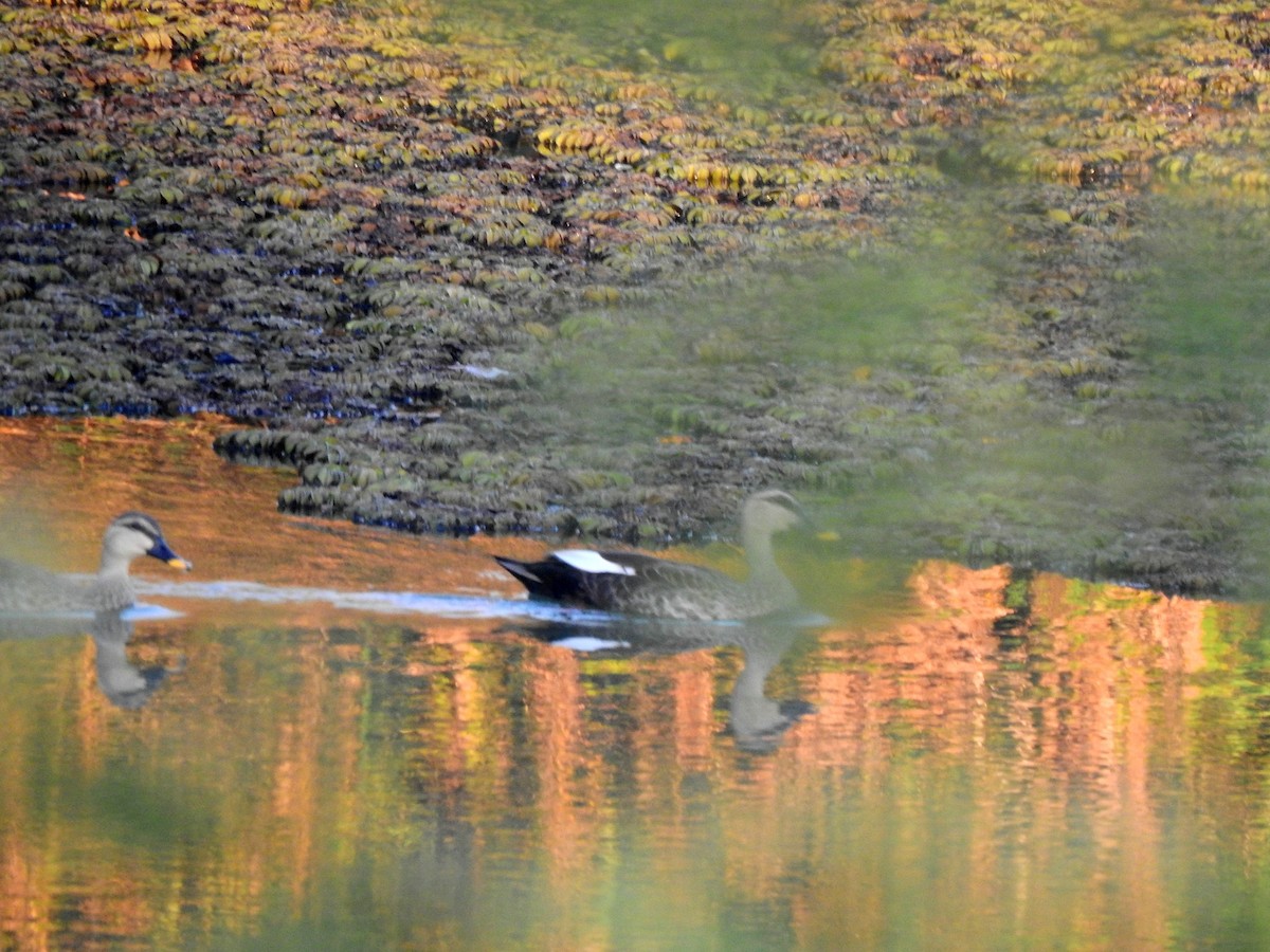 Indian Spot-billed Duck - John Sandve