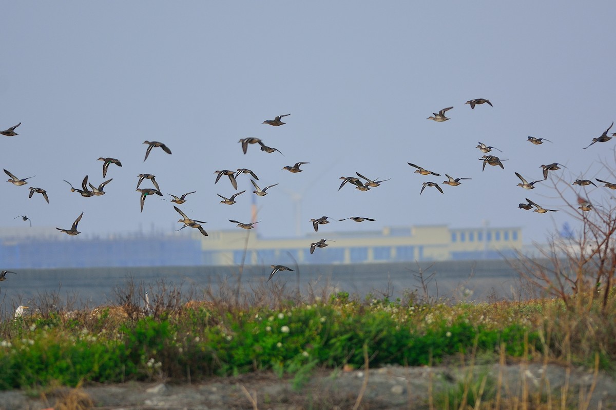 Green-winged Teal - ML191000321