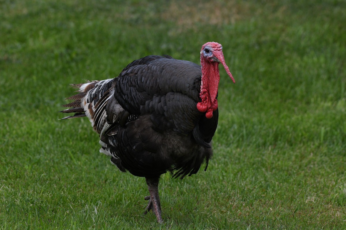 Wild Turkey - ML191001871