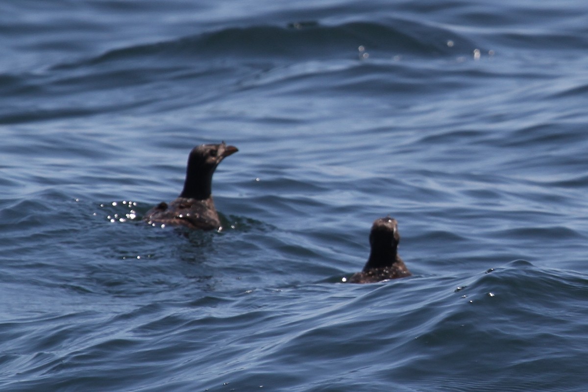 Rhinoceros Auklet - ML191002751