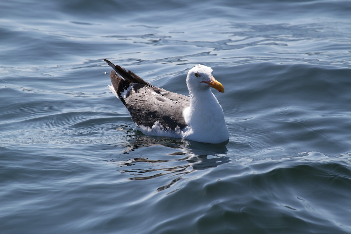 Western Gull - ML191002851